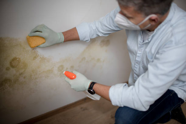 Best Emergency Mold Removal  in Raleigh Hills, OR