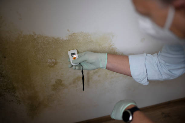 Best Mold Cleaning Services  in Raleigh Hills, OR
