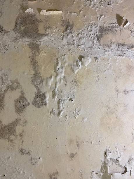Best Certified Mold Removal  in Raleigh Hills, OR