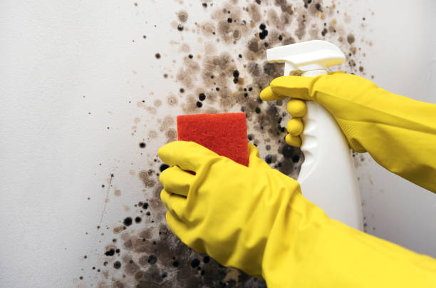 Best Mold Remediation  in Raleigh Hills, OR