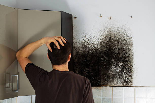 Trusted Raleigh Hills, OR Mold Removal Experts